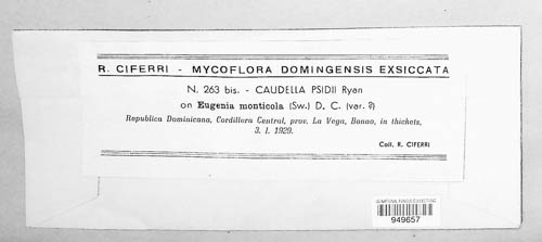 Caudella image